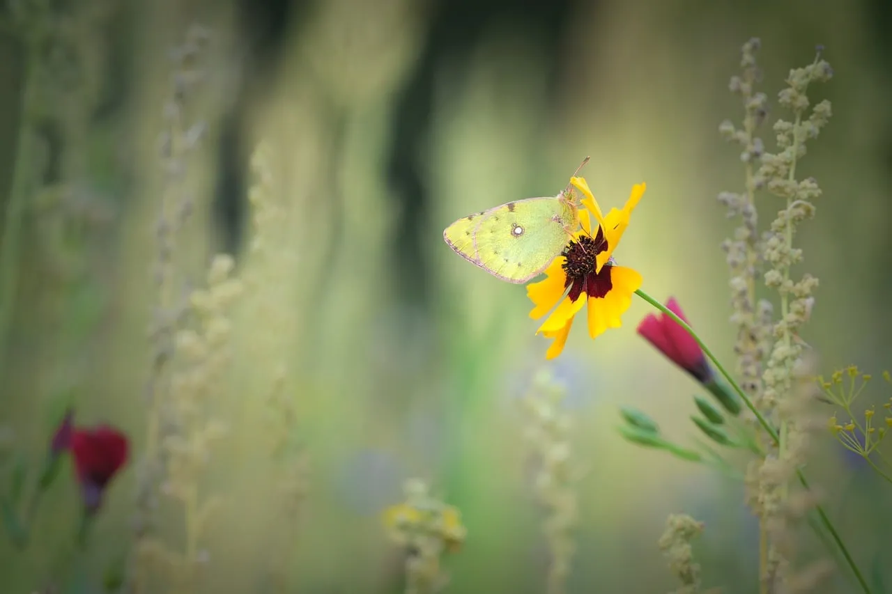 Delicate Yellow Butterfly Sips Nectar on Wildflower