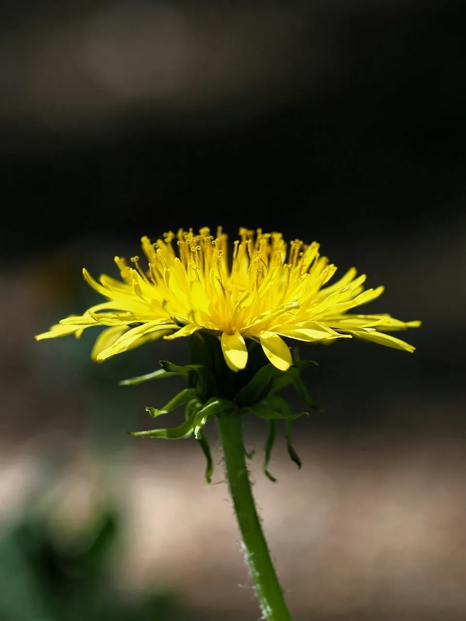Vibrant Dandelion Close-Up: A Springtime Macro Delight