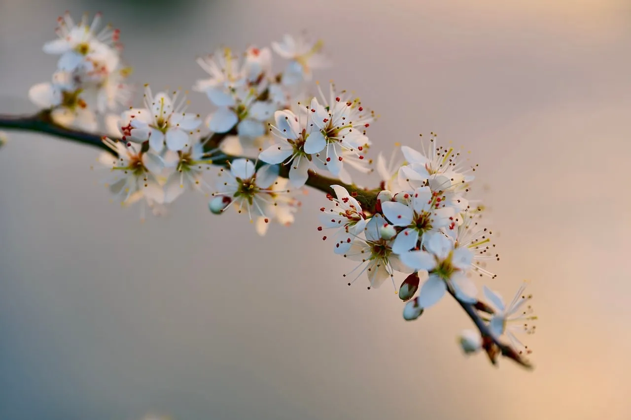 Enchanting Plum Blossoms at Twilight's Embrace
