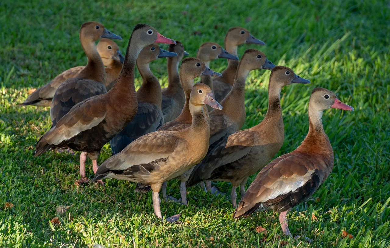Graceful Whistling Ducks Gather on Verdant Lawn