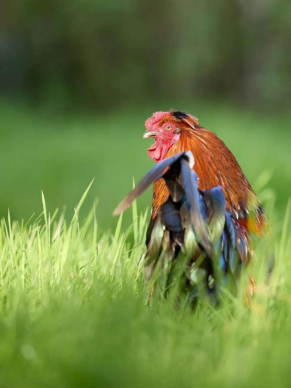 Vibrant Rooster Struts in Lush Green Field