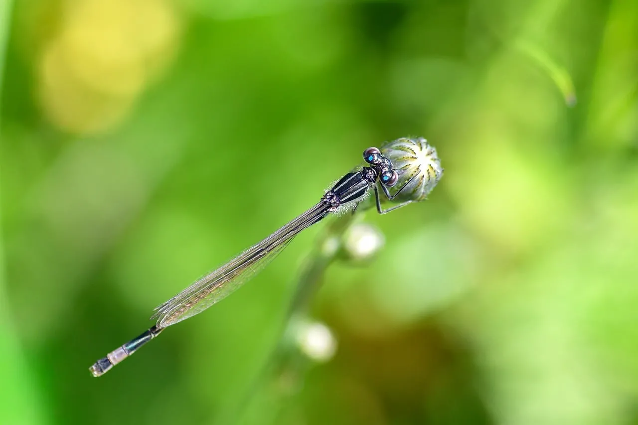 Stunning Macro Damselfly: Nature's Intricate Beauty Up Close