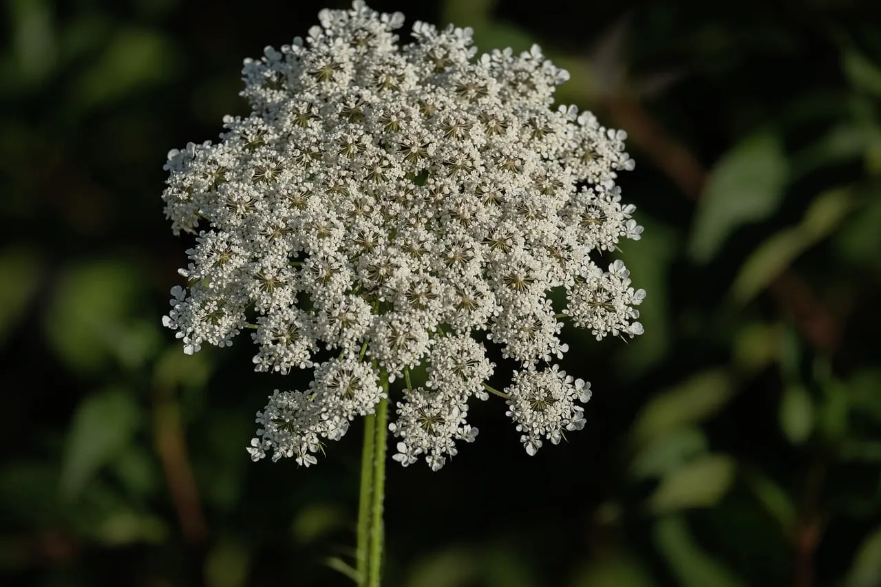 Delicate White Wildflower: Nature's Intricate Umbrella Blossom