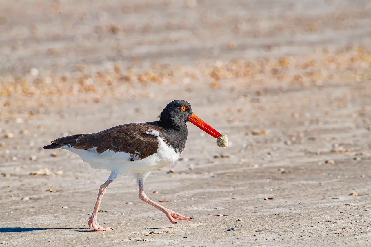Vibrant Oystercatcher Foraging on Sunny Summer Beach