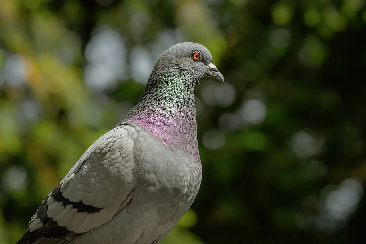 Vibrant Urban Bird: Captivating Pigeon Portrait with Striking Red Eyes