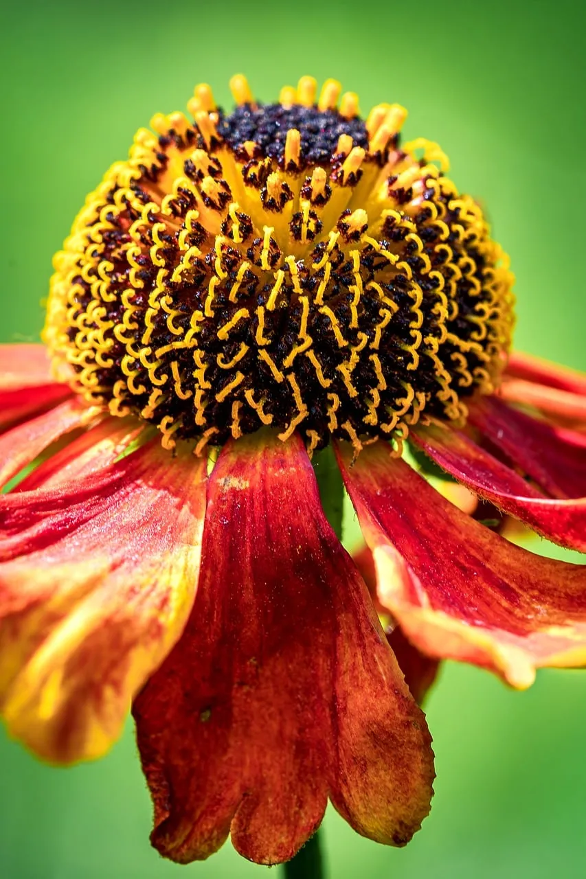 Vibrant Summer Sunset: Close-up of a Wildflower's Fiery Bloom