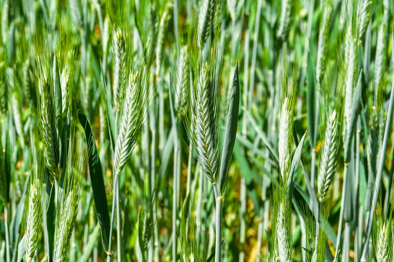 Vibrant Green Rye Field: A Summer Harvest Dream