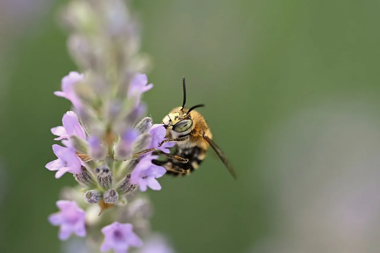 Vibrant Macro: Solitary Bee Pollinating Lavender