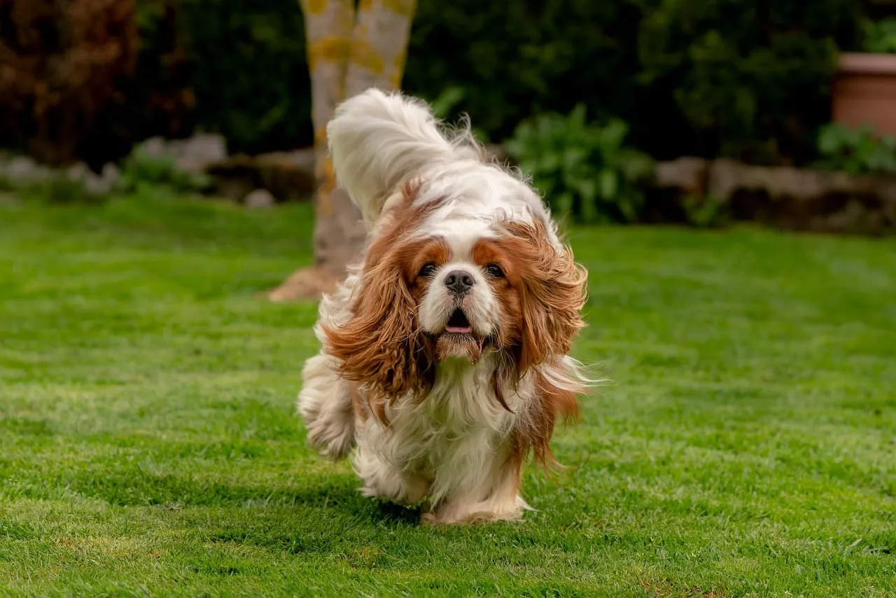 Joyful Cavalier King Charles Spaniel Frolicking on Lush Green Grass