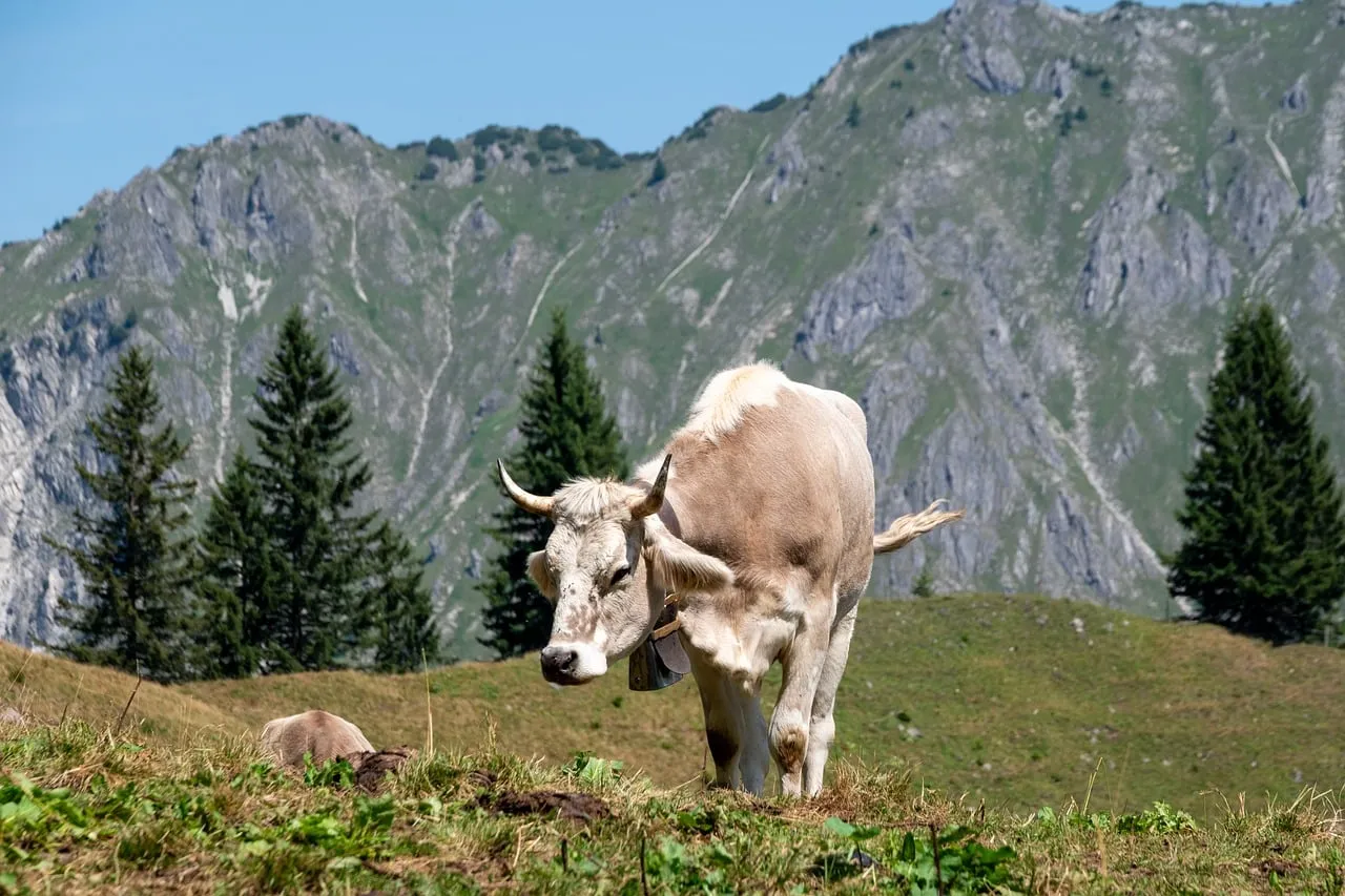 Majestic Alpine Pasture: Cow Grazing Amidst Towering Peaks