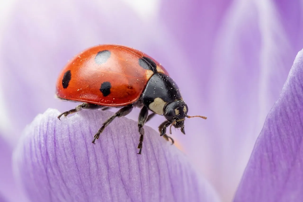 Vibrant Ladybug Perched on Delicate Purple Petal
