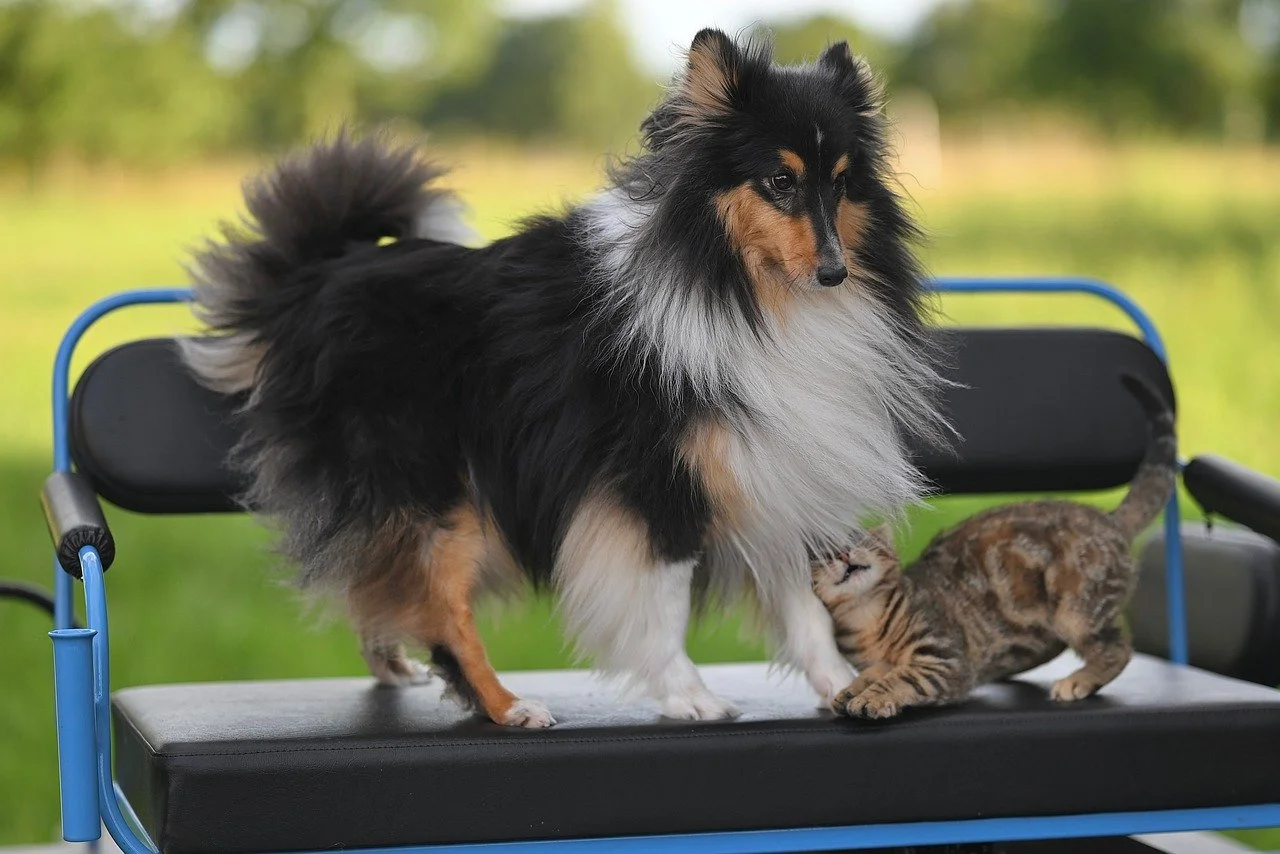 Adorable Duo: Shetland Sheepdog Meets Playful Kitten