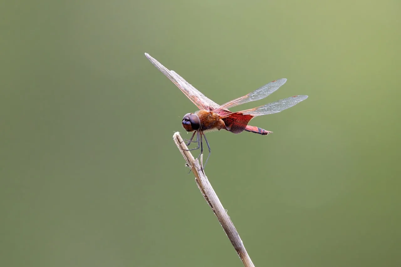 Vivid Red Dragonfly Perched: Macro Nature's Delicate Beauty
