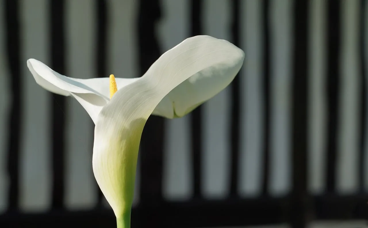 Stunning White Calla Lily: A Symbol of Purity and Rebirth