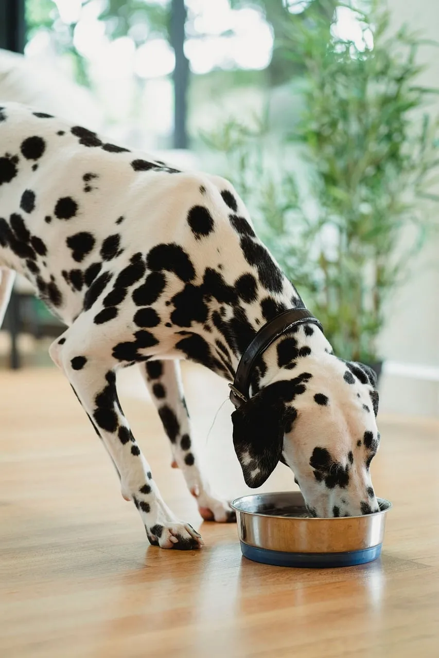 Graceful Dalmatian Hydrating: A Moment of Calm Pet Care