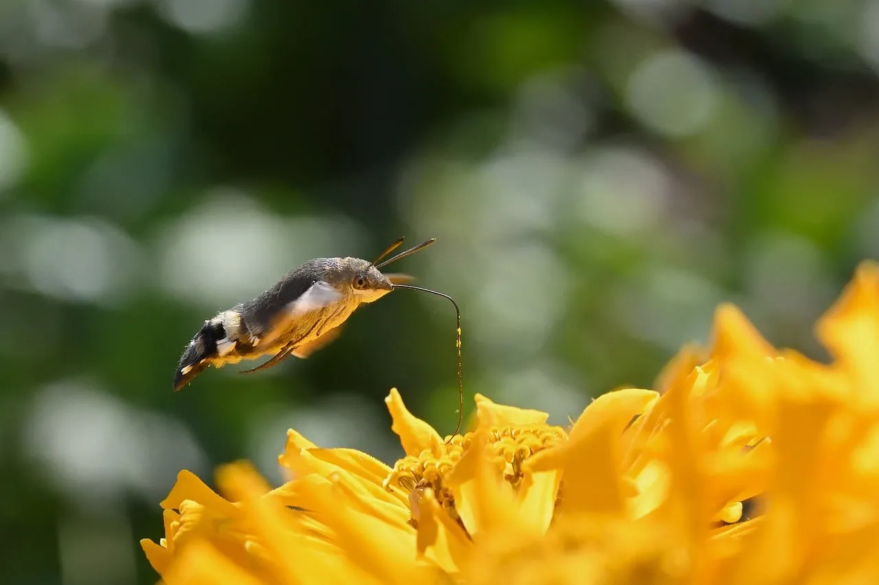 Vibrant Macro: Hummingbird Hawk-Moth Sips Nectar from Zinnia