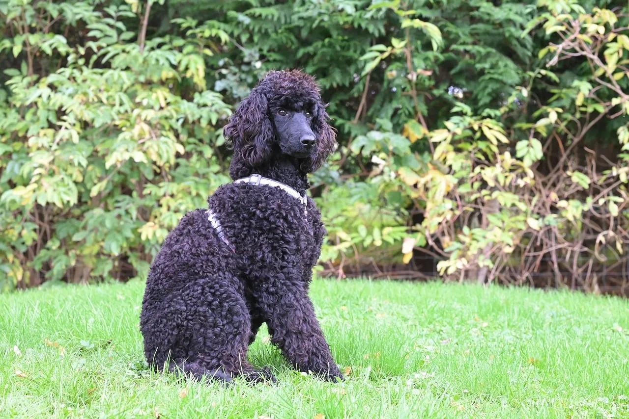 Majestic Black Poodle Aglaé: A Royal Puppy in Nature