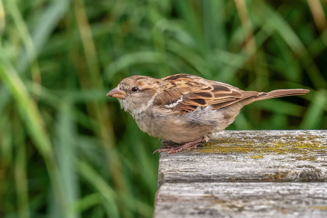 Charming Garden Sparrow Perched on Wood with Green Background