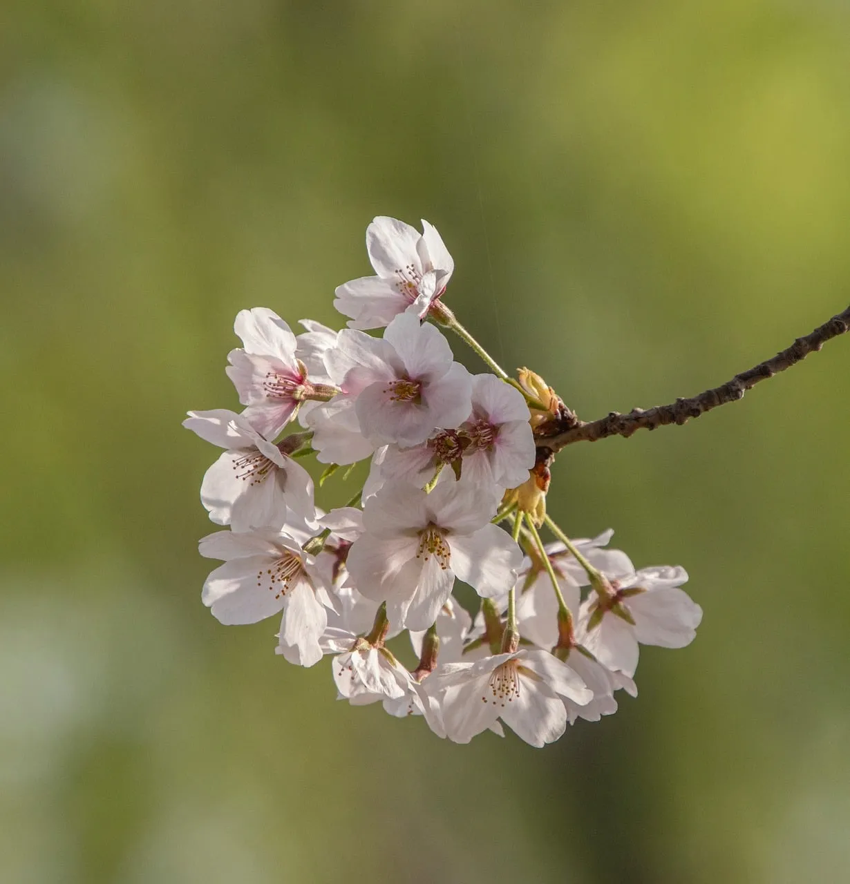 Exquisite Pink Cherry Blossoms: A Vision of Spring's Delicate Beauty