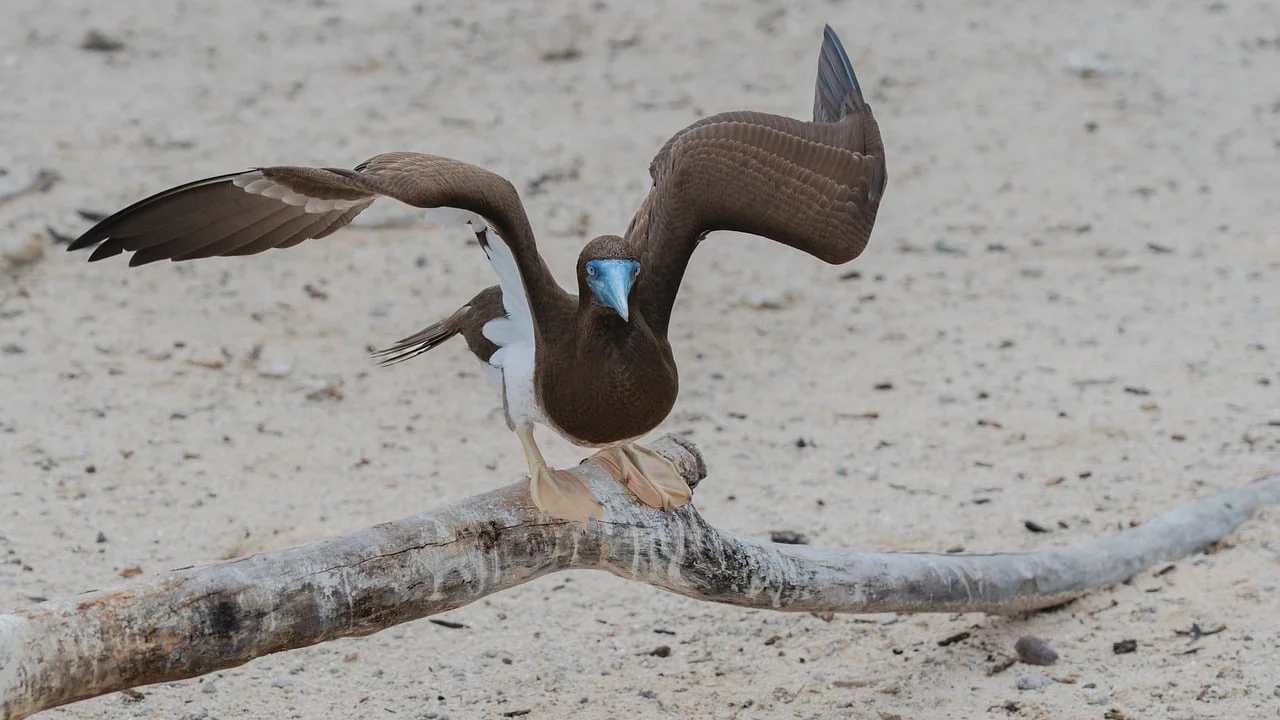 Stunning White-Bellied Booby Spreading Wings on Beach