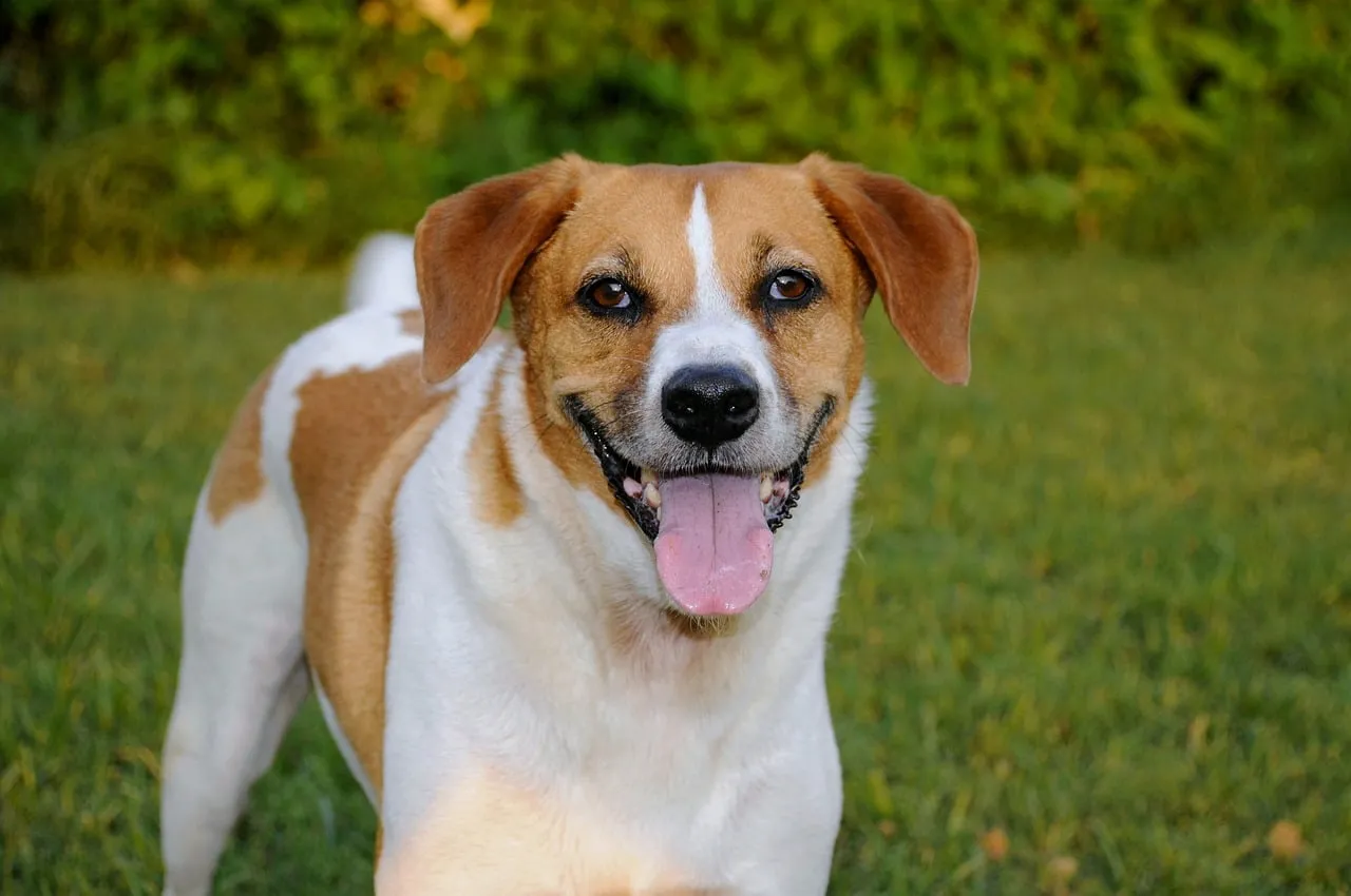 Joyful Canine: Adorable Dog's Happy Outdoor Moment