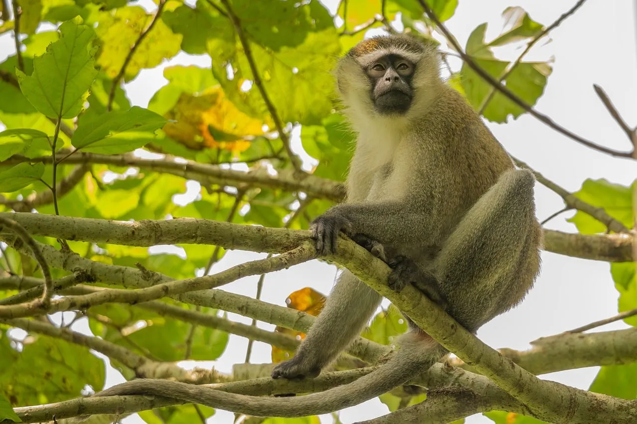 Enchanting Green Monkey in Uganda's Lush Wilderness