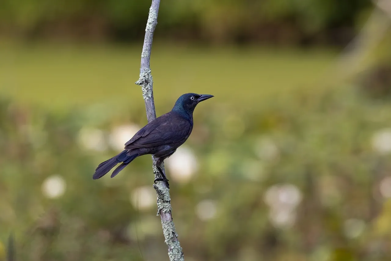Stunning Grackle Perched: Nature's Elegance in HD
