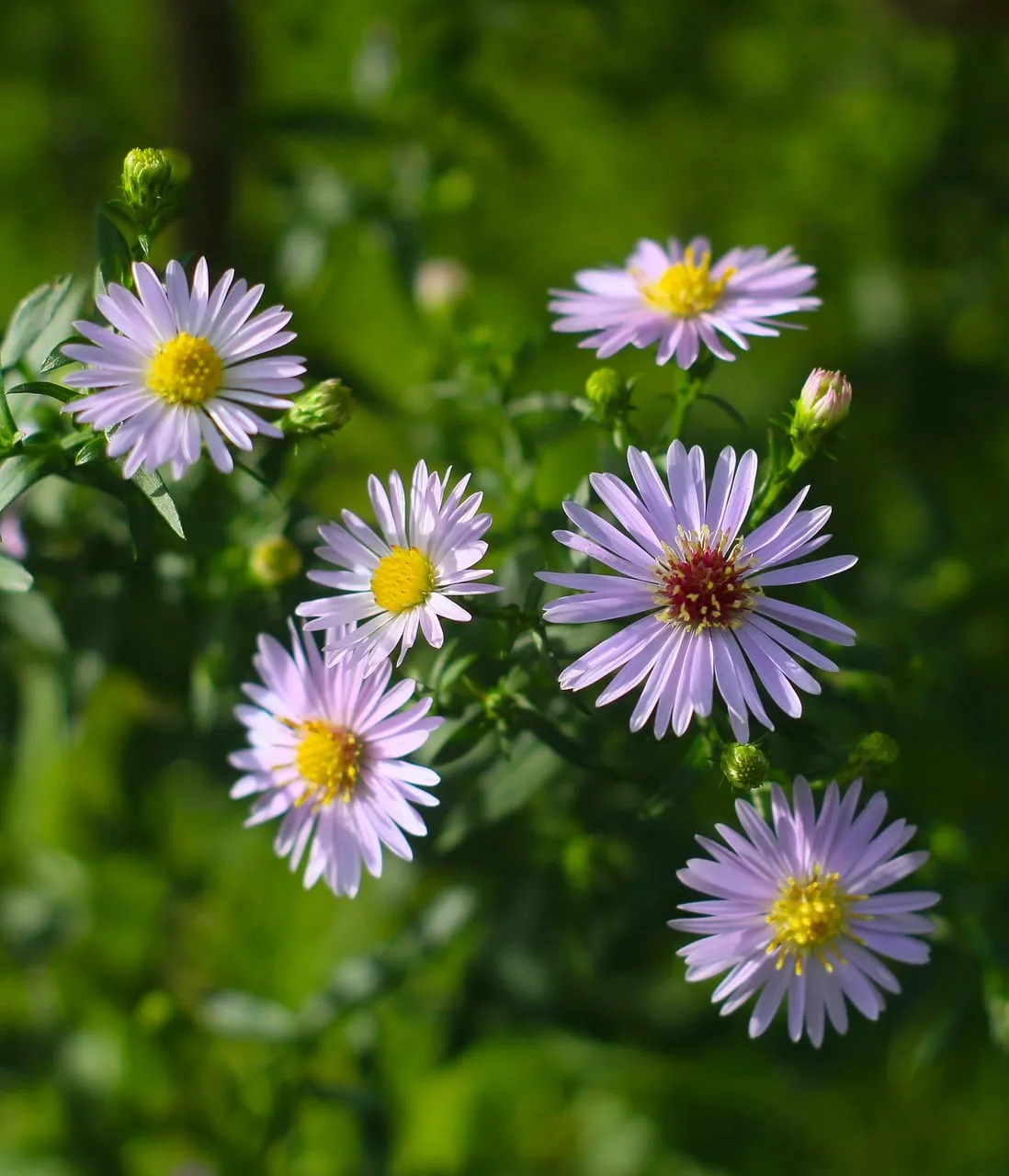 Vibrant Autumn Aster Blooms in Sunny Garden