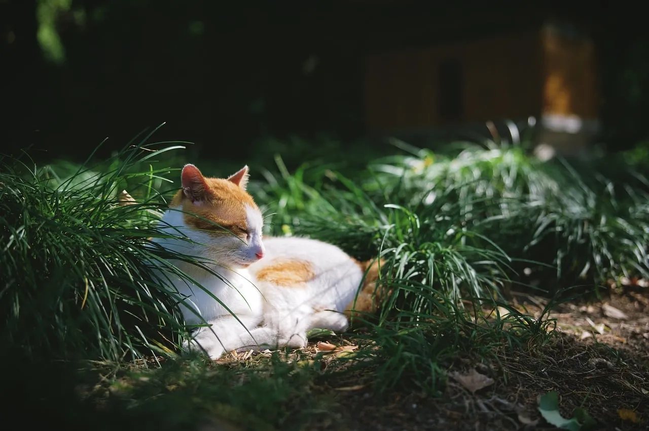 Serene Feline: A Tranquil Cat Resting in Golden Sunlight