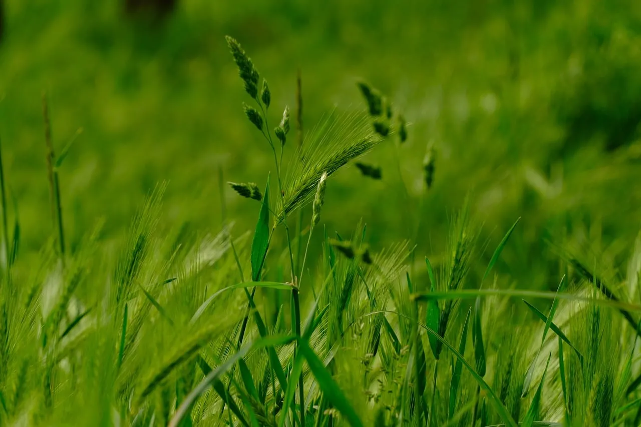 Vibrant Spring Grass: Lush Green Meadow Awakens
