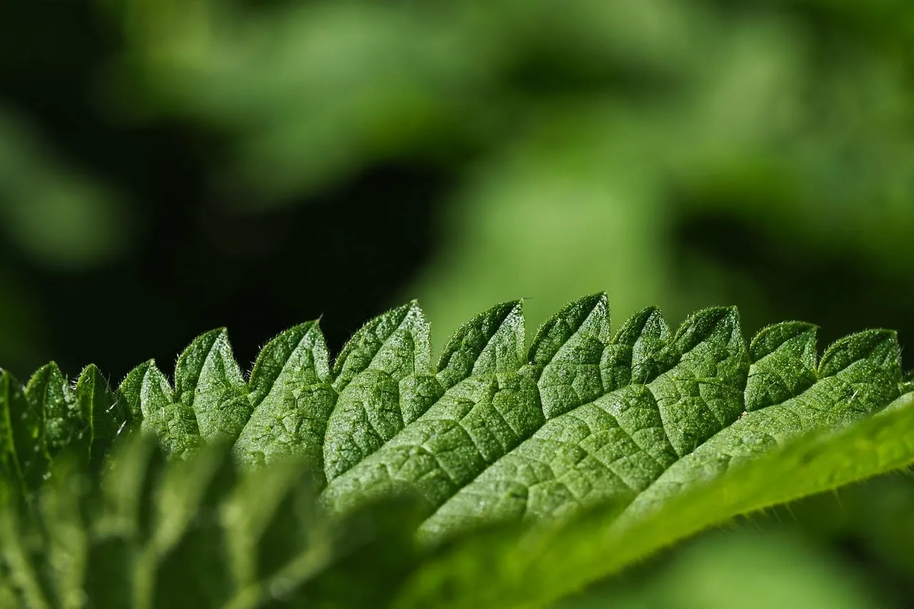 Vibrant Green Nettle Leaf: Nature's Intricate Pattern