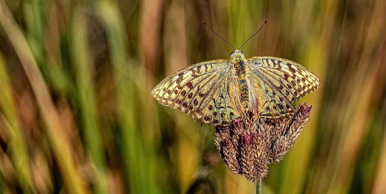 Stunning Fritillary Butterfly on Meadow Plant in Golden Sunlight