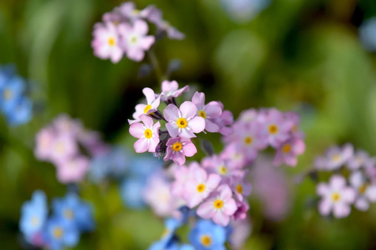Vibrant Forget-Me-Nots: A Symphony of Spring Colors