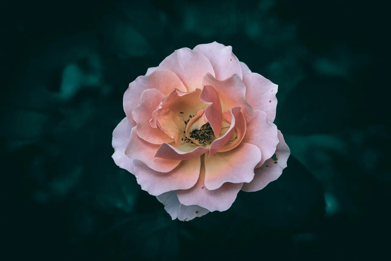 Stunning Pink Rose Bloom on Dark Background