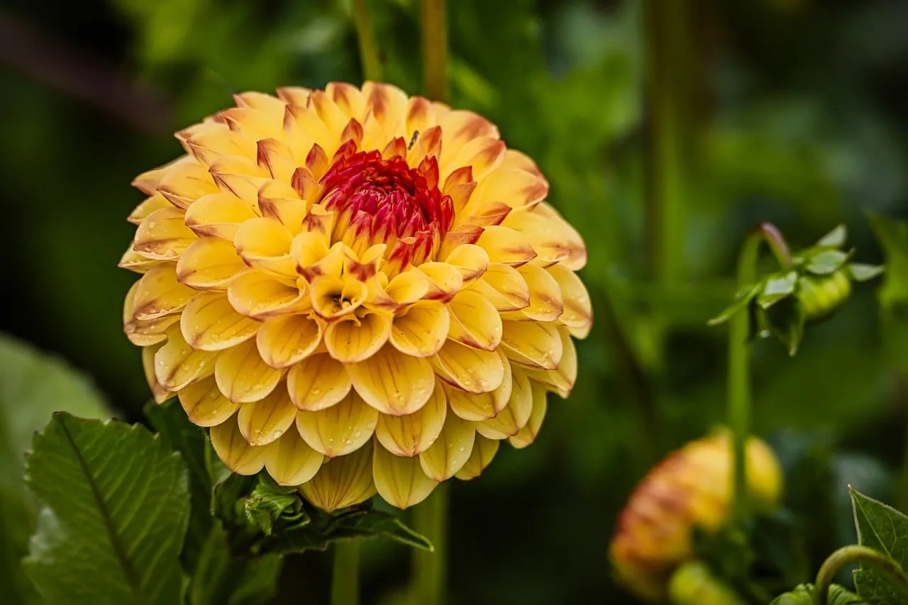 Vibrant Yellow Dahlia: A Close-up of Nature's Renewal