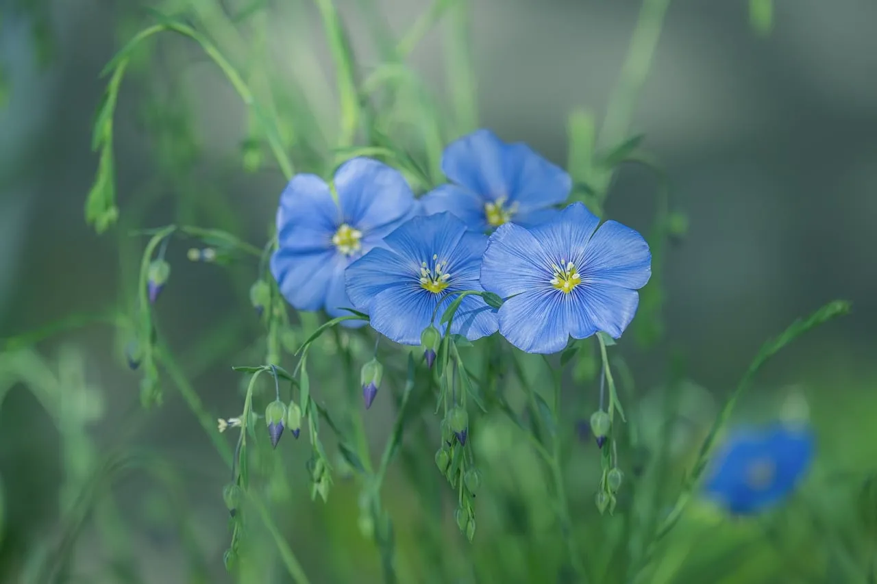 Enchanting Blue Flax: Delicate Blooms in Spring Garden
