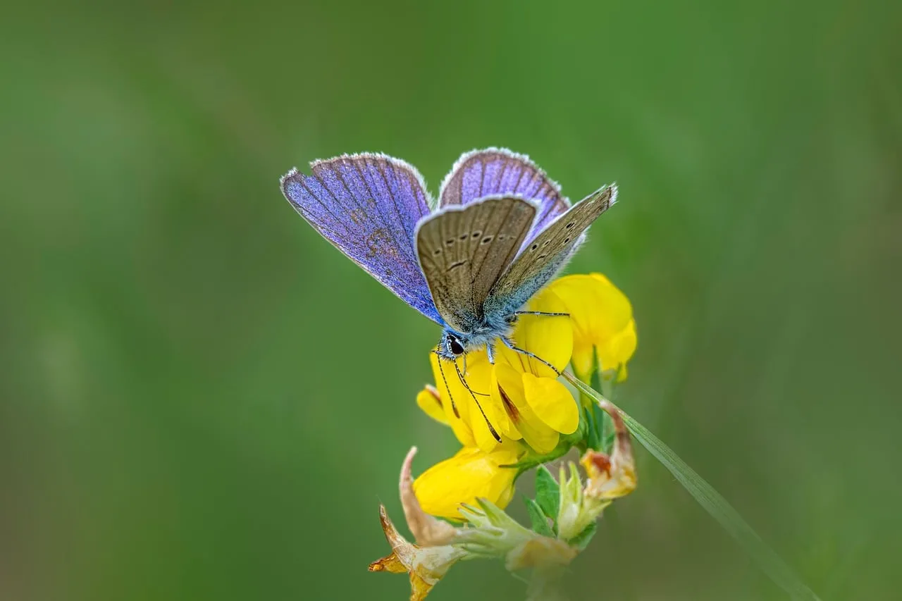 Vibrant Macro: Purple Butterfly on Yellow Summer Bloom