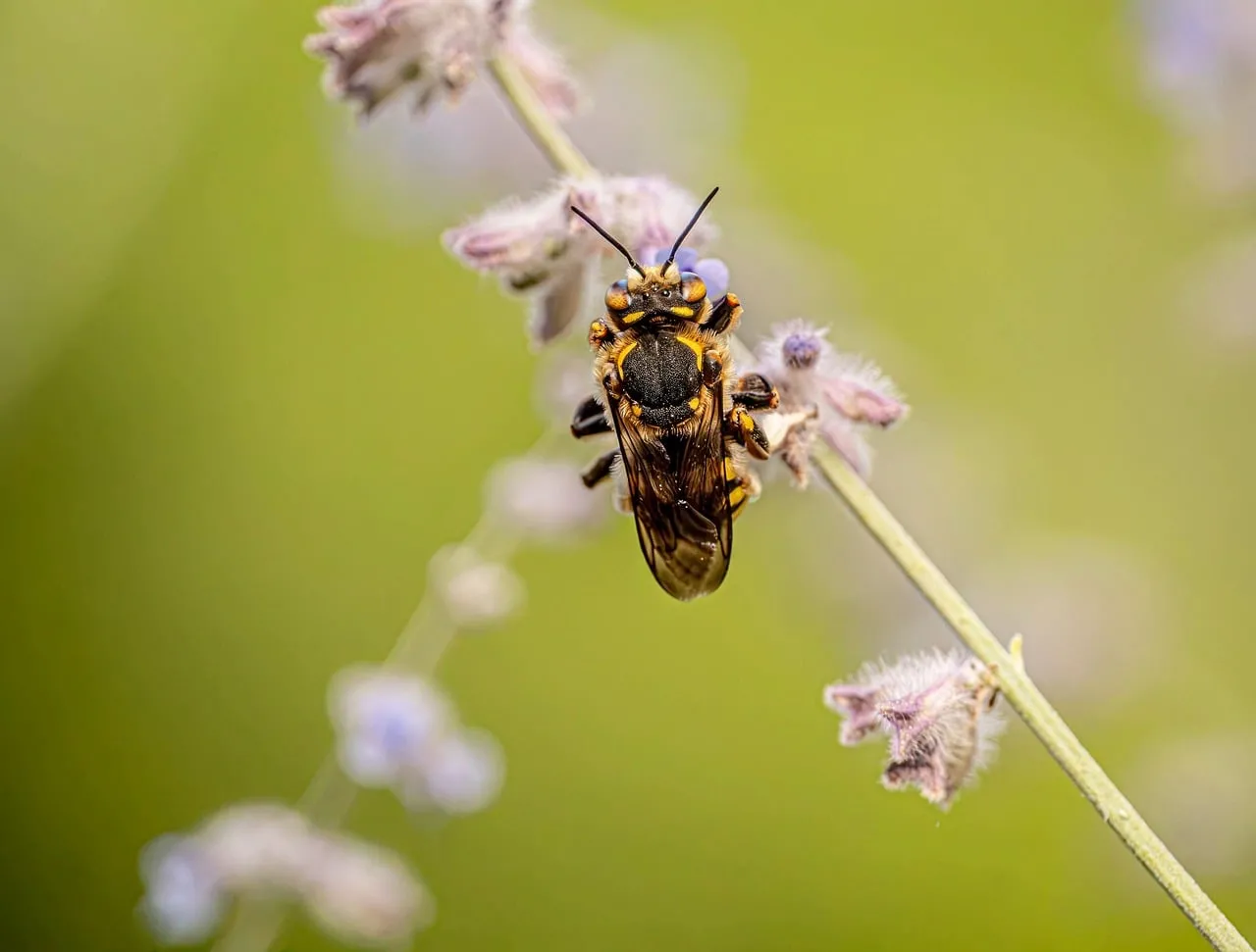 Vibrant Macro: Busy Bee Pollinating Wildflower