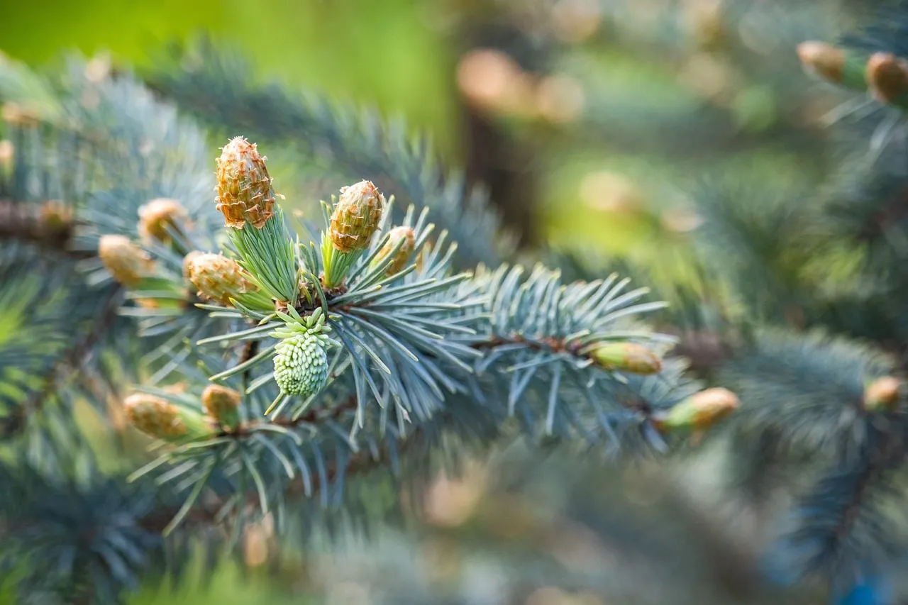 Vibrant Spring: Pine Cones on Fresh Conifer Branch Wallpaper