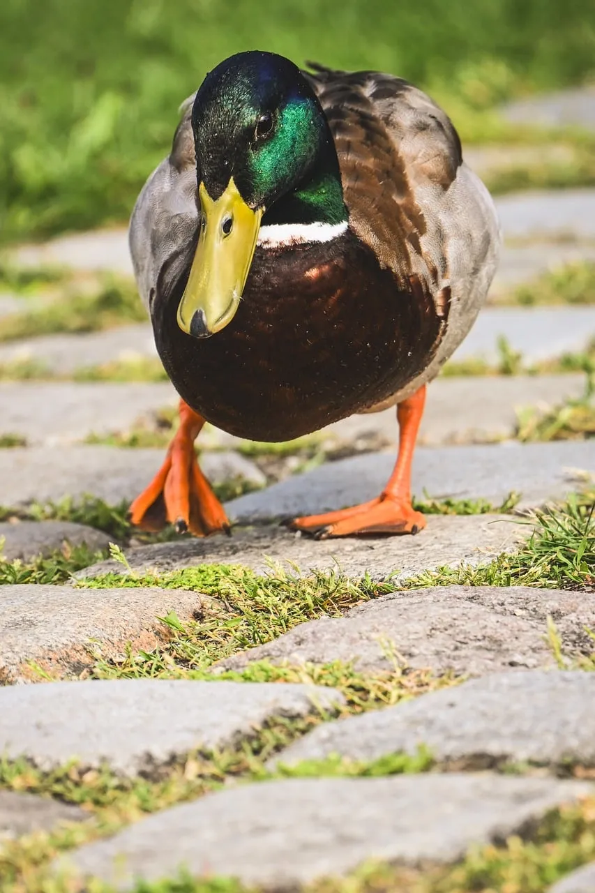 Vibrant Mallard Striding: A Glimpse of Wild Serenity