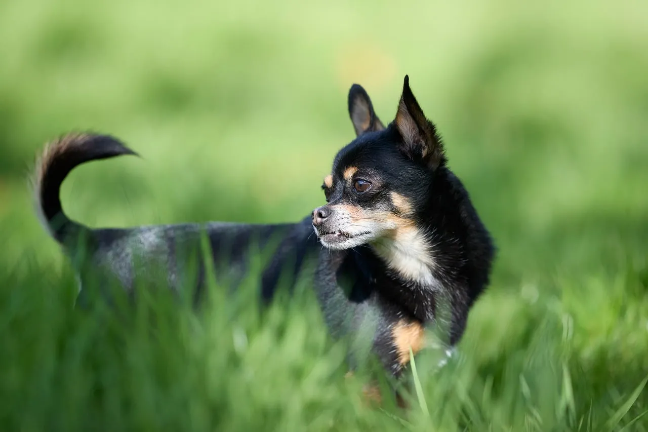 Alert Chihuahua: Small Dog, Big Personality, Guarding Nature
