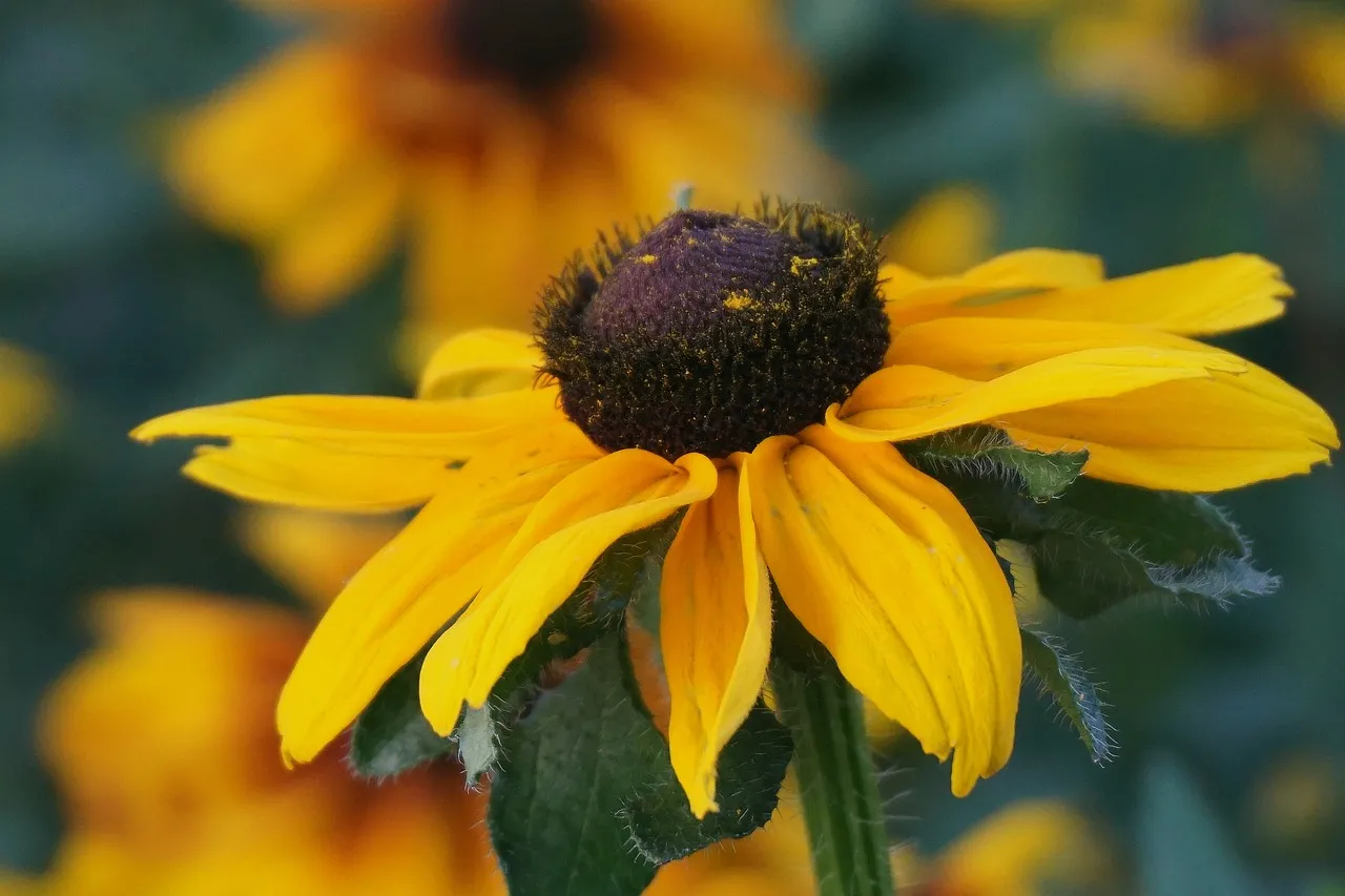 Vibrant Yellow Rudbeckia Close-up: Summer's Floral Radiance