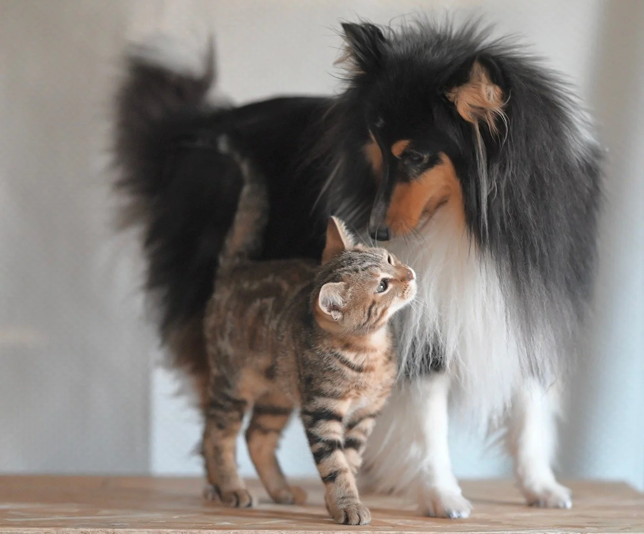 Charming Companions: A Kitten and Shetland Sheepdog's Tender Moment