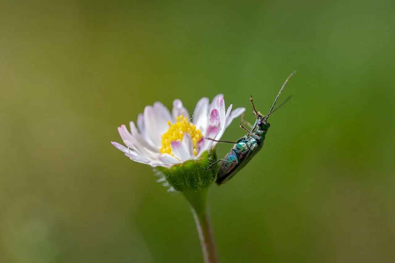 Vibrant Beetle Adorning a Delicate Wildflower in Macro