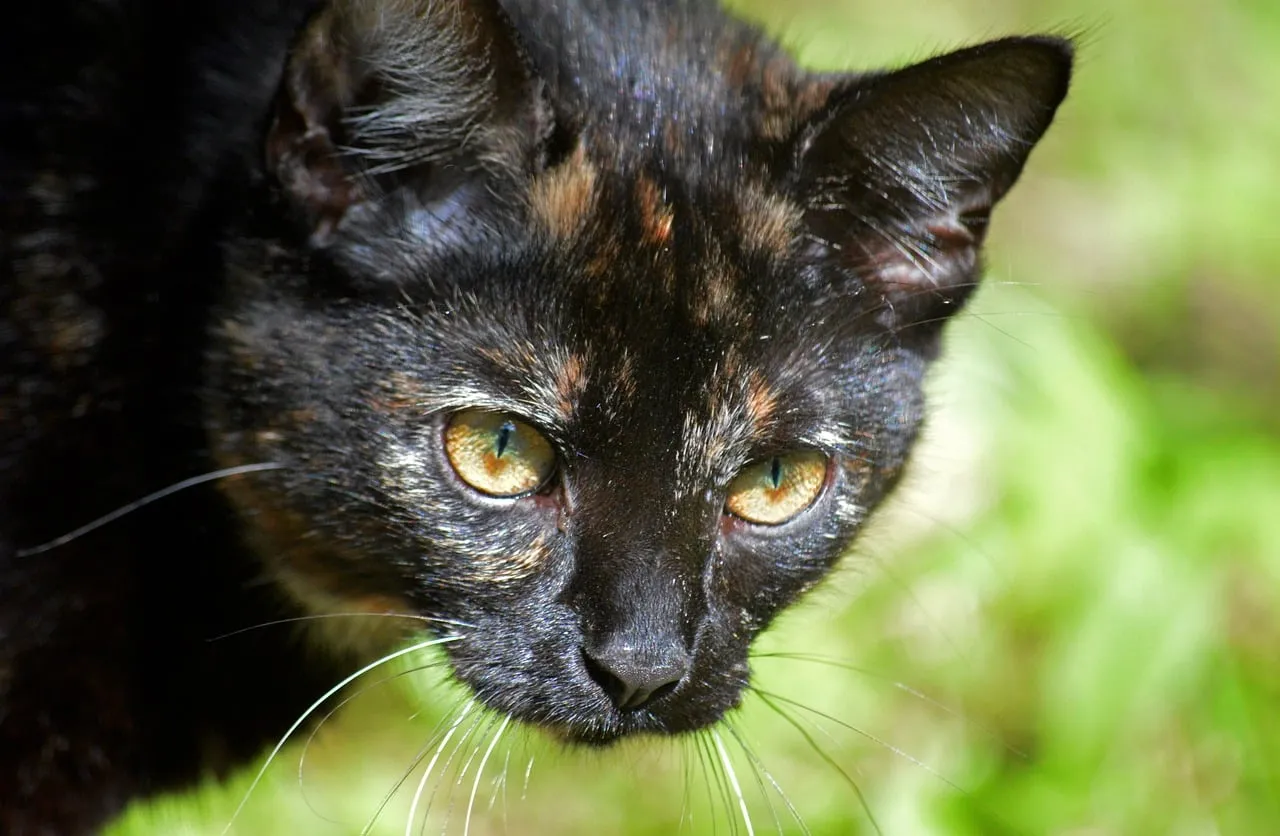 Enchanting Gaze: Close-up of a Mysterious Tortoiseshell Cat