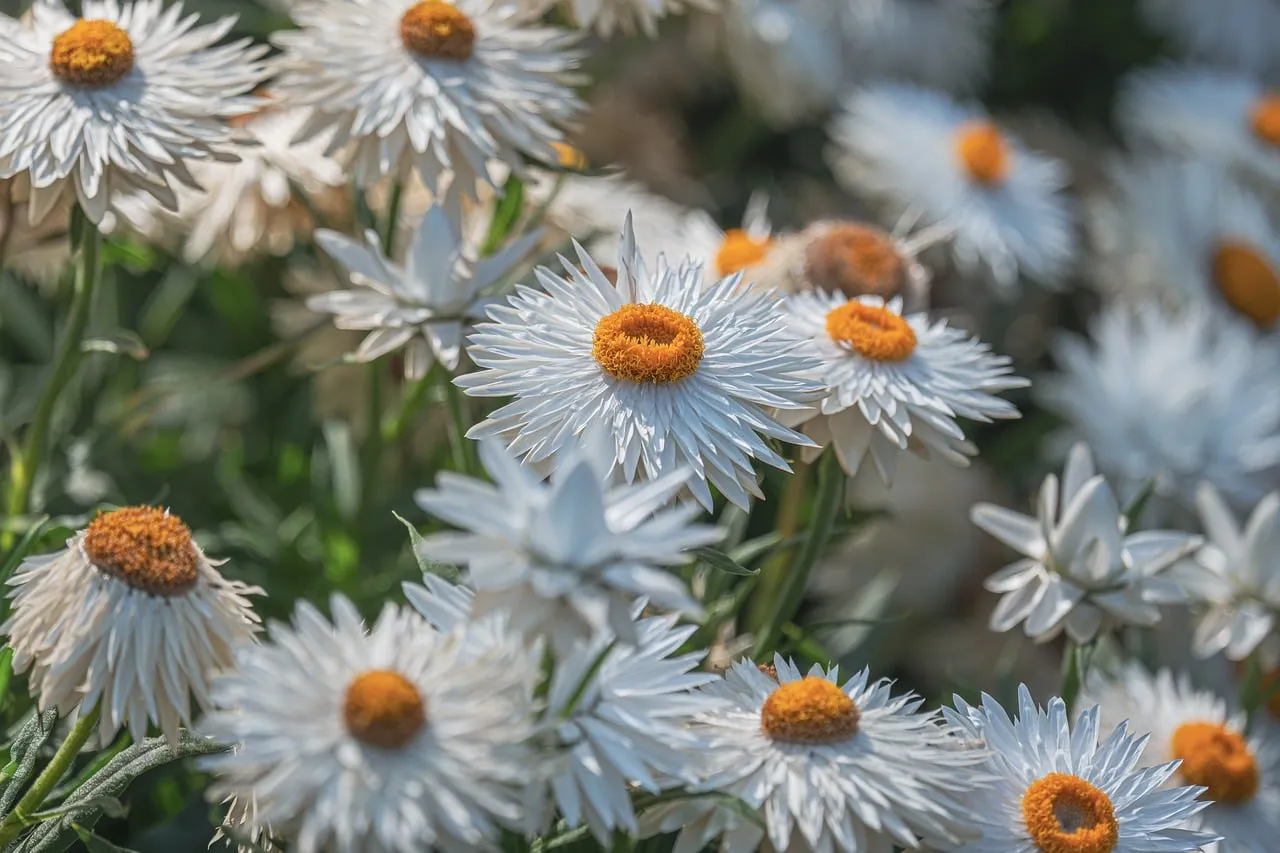 Stunning White Strawflowers: Summer Garden's Vibrant Charm