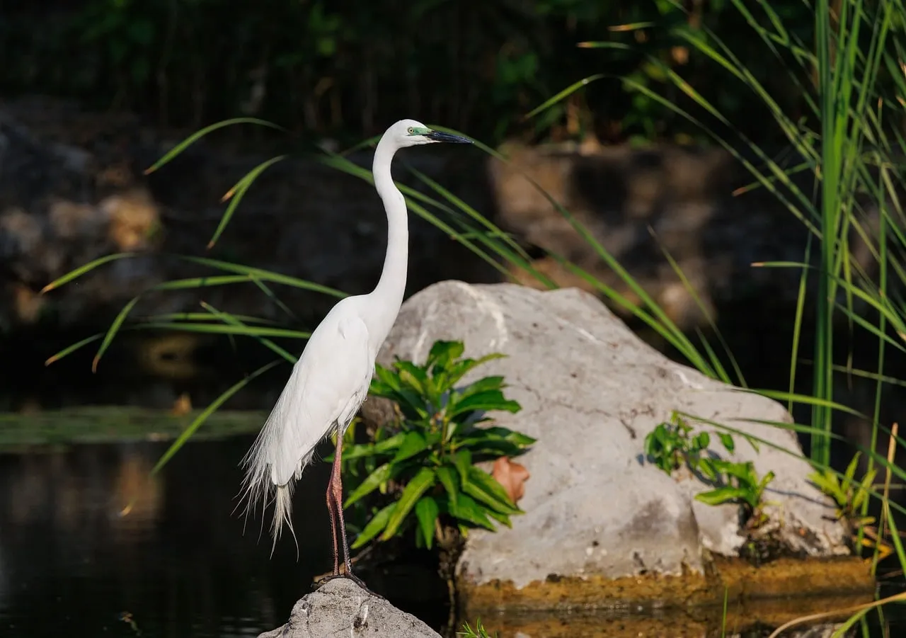 Serene White Heron: Majestic Water Bird in Tropical Nature
