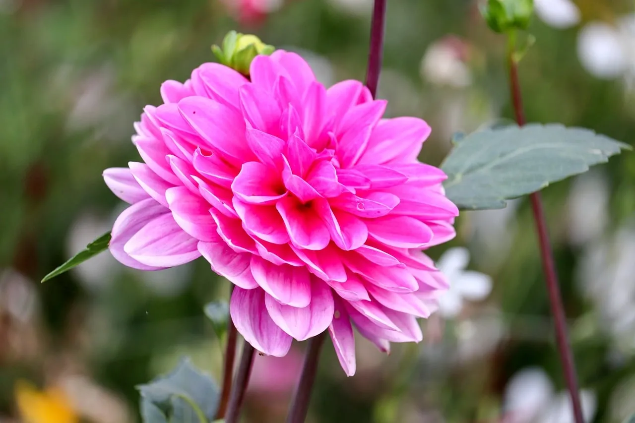 Vibrant Pink Dahlia: Nature's Decorative Spring Beauty