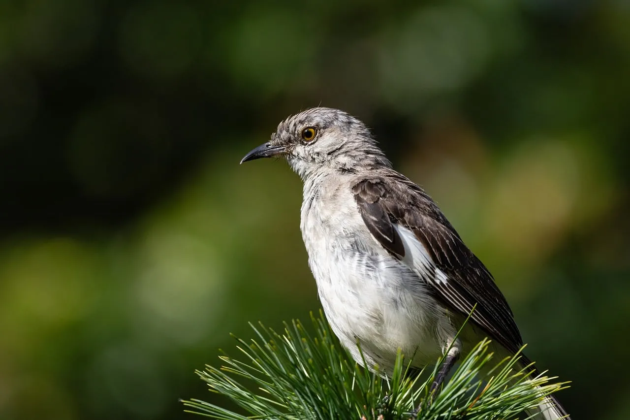Stunning Mockingbird Perched: Nature's Intricate Beauty