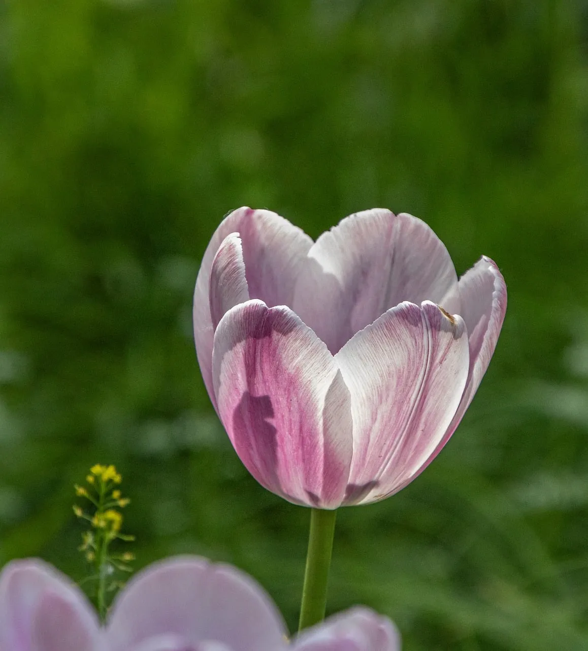 Vibrant Pink Tulip Bloom: Nature's Pastel Masterpiece